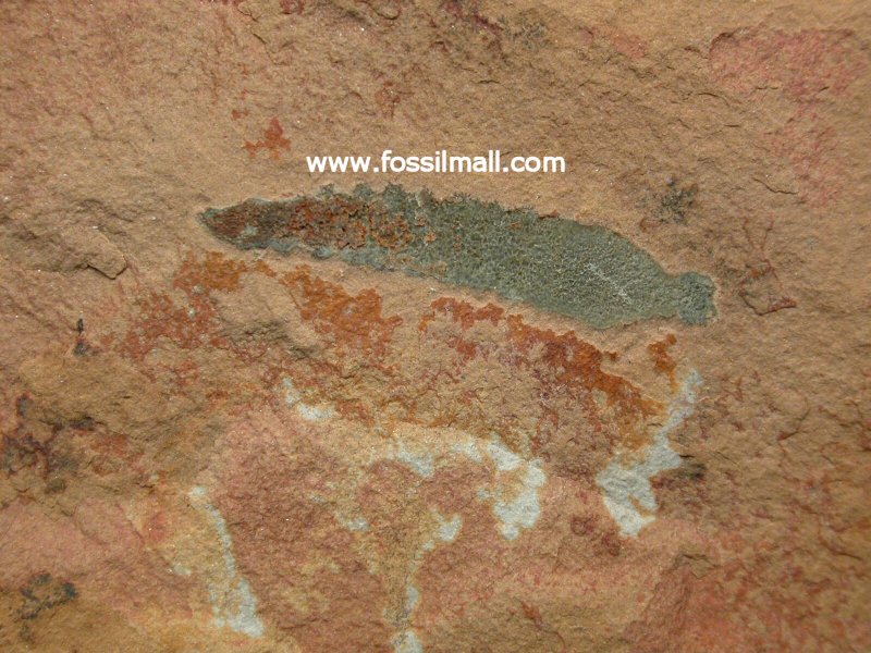 Louisella Priapulid Fossil