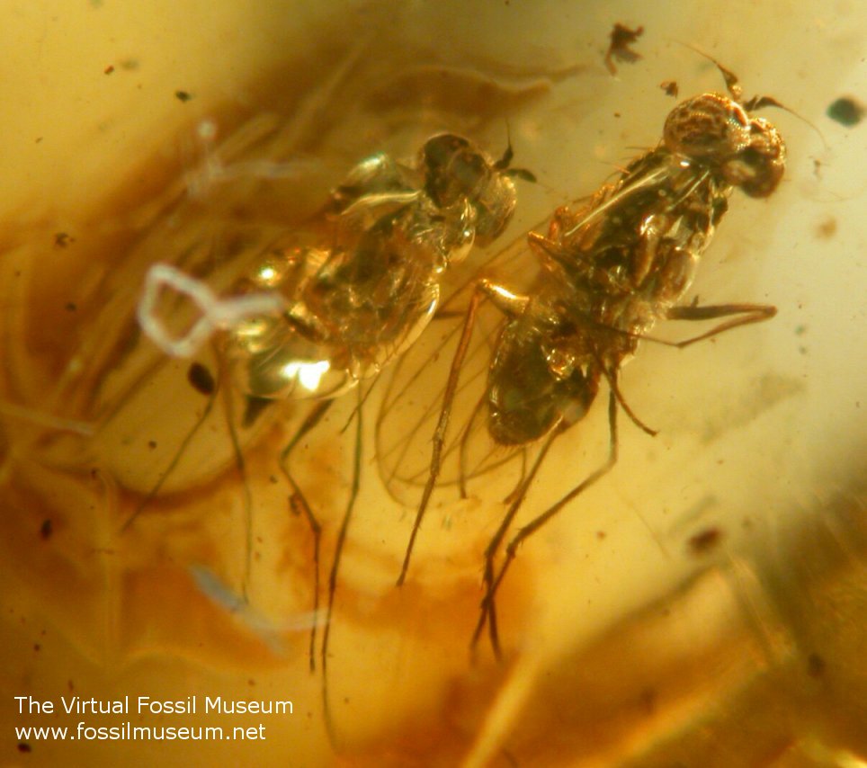 Baltic amber diptera