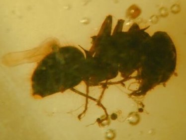 Ant in Amber