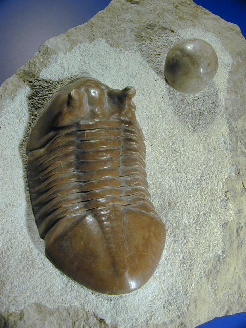 Asaphus cornutus Russian trilobite