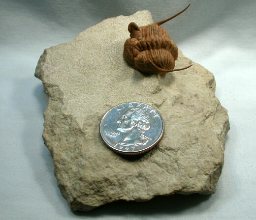 Chasmops praecurrens Trilobite