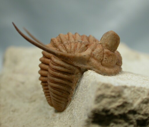 Chasmops Russian Trilobite