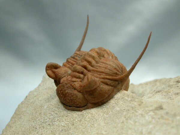 Chasmops praecurrens Russian Trilobite