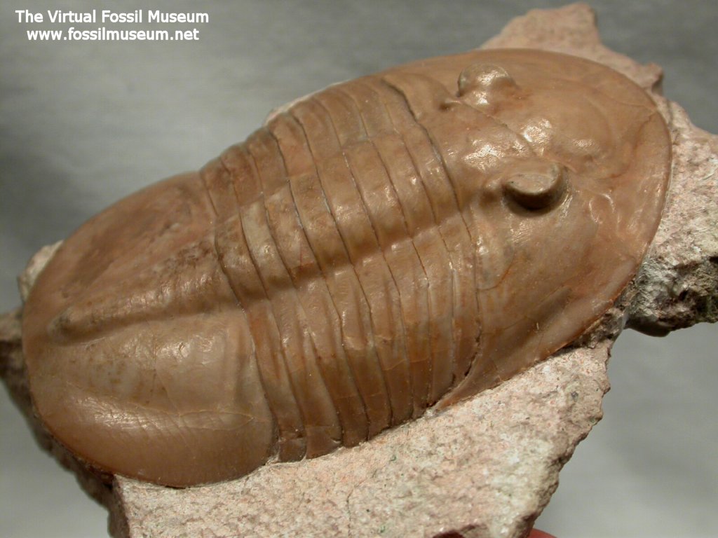 prometheus trilobite mouth