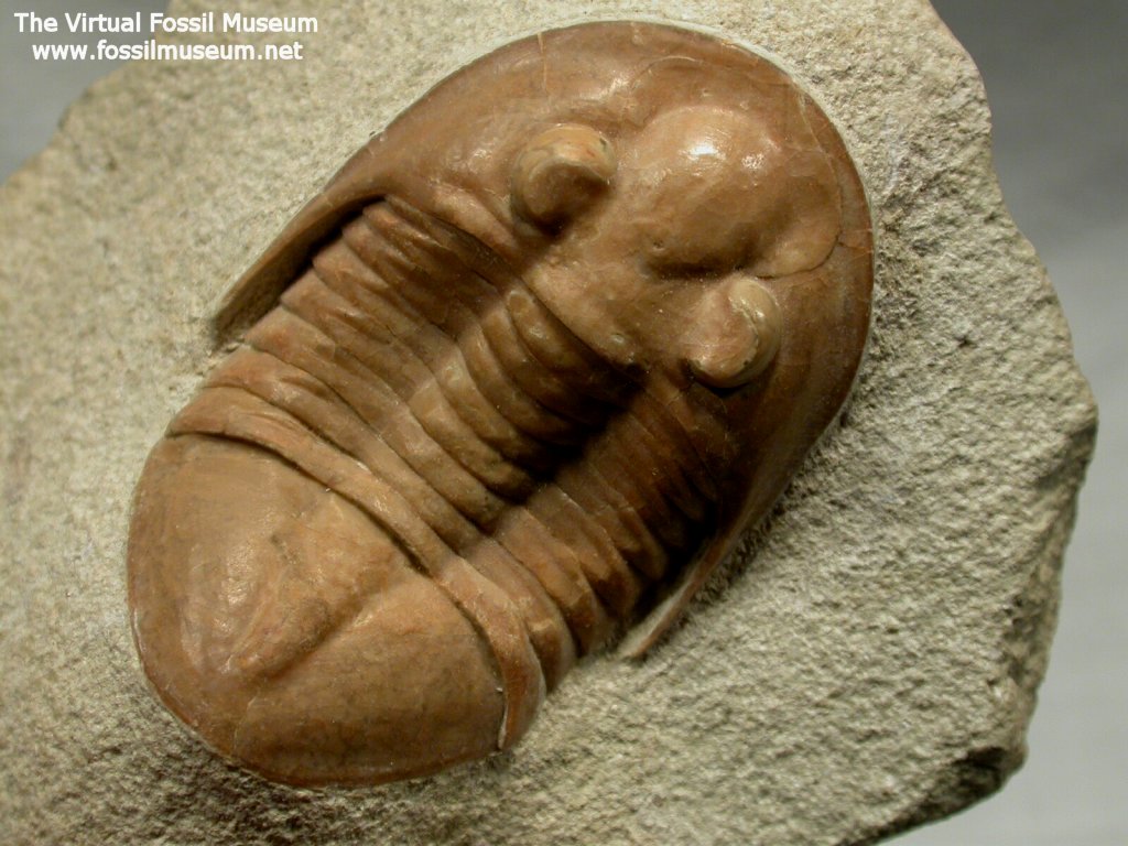 Pseudoasaphus tecticaudatus Rare Russian Trilobite 