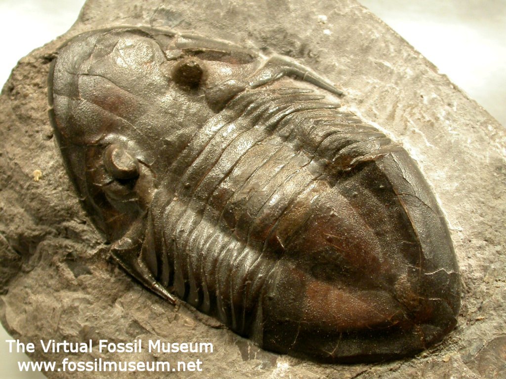 Isotelus gigas Trilobite from Canada