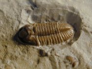 Breviphillipsia sampsoni Mississippian Trilobite