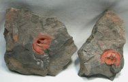 Nankinolithus Ordovician Trilobite