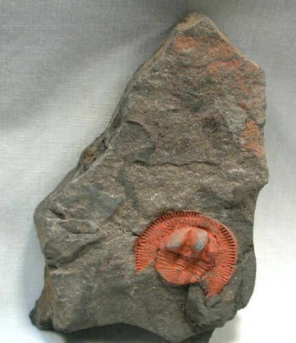 Nankinolithus Trilobite 