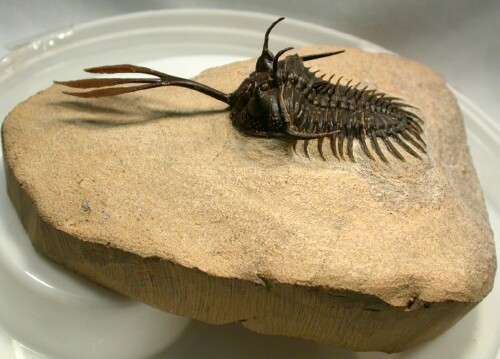 Moroccan Trilobites