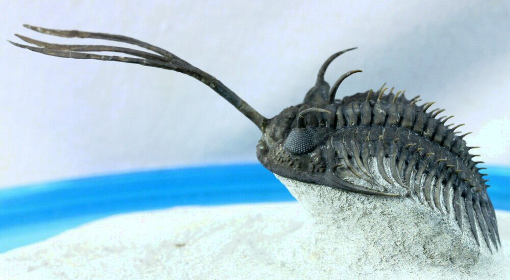 Walliserops trifurcatus Trilobite