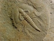 125 million year old Olenellus Cambrian trilobite from Pioche Formation