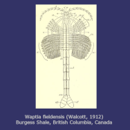 Waptia fieldensis Burgess Shale, Walcott 1912