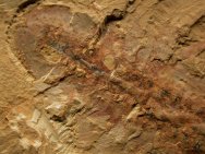Misszhouia Fossil