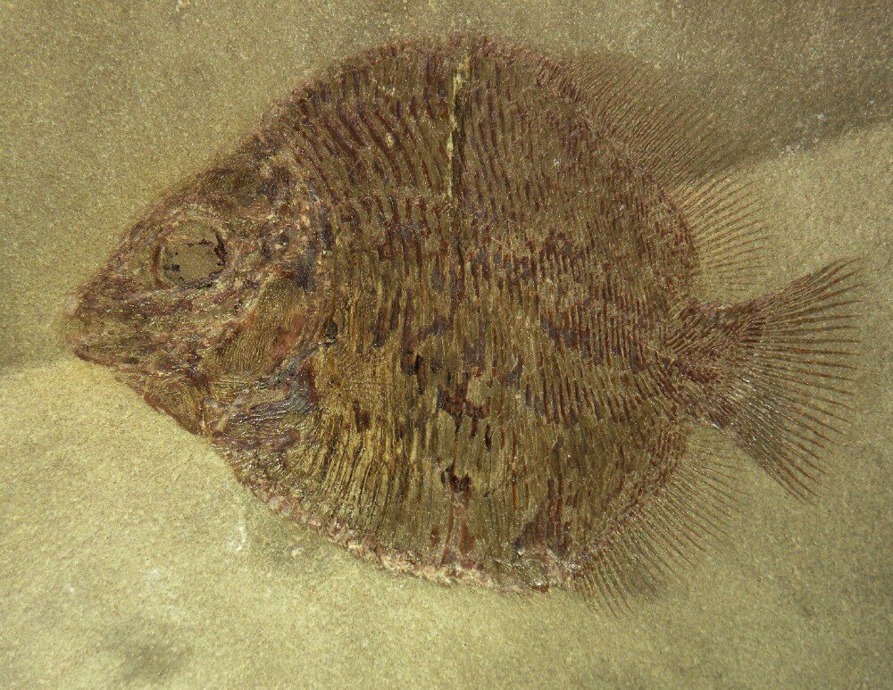 Discoserra Mississippian Bear Gulch Fish Fossil