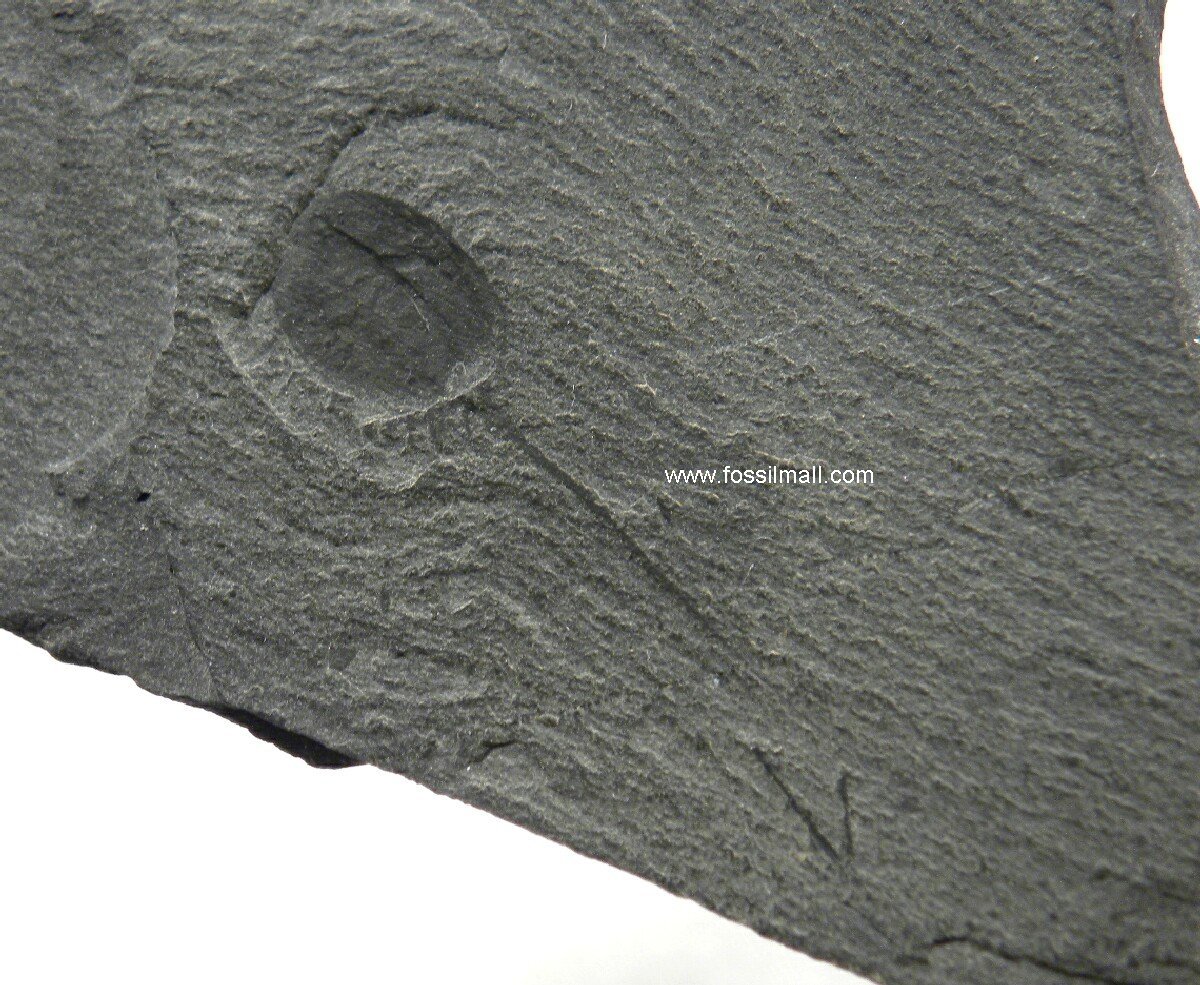 Burgess Shale Burgessia