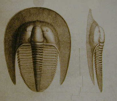 Subphylum Trilobita
