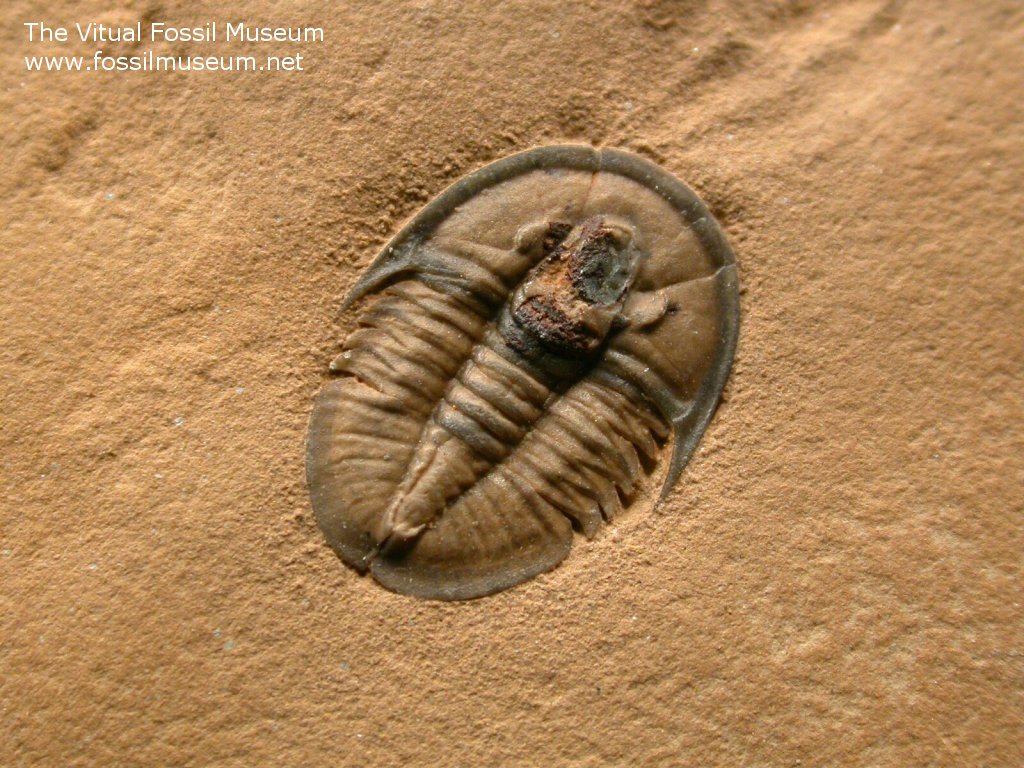 Cedaria minor Trilobite