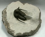 Cyphaspis Moroccan Trilobite