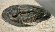 Dechenella burmeisteri Moroccan Trilobite