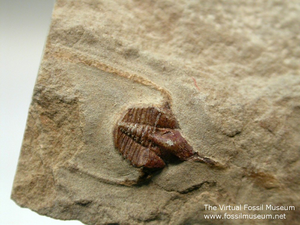 Raphiophorid parvulus Silurian Trilobites