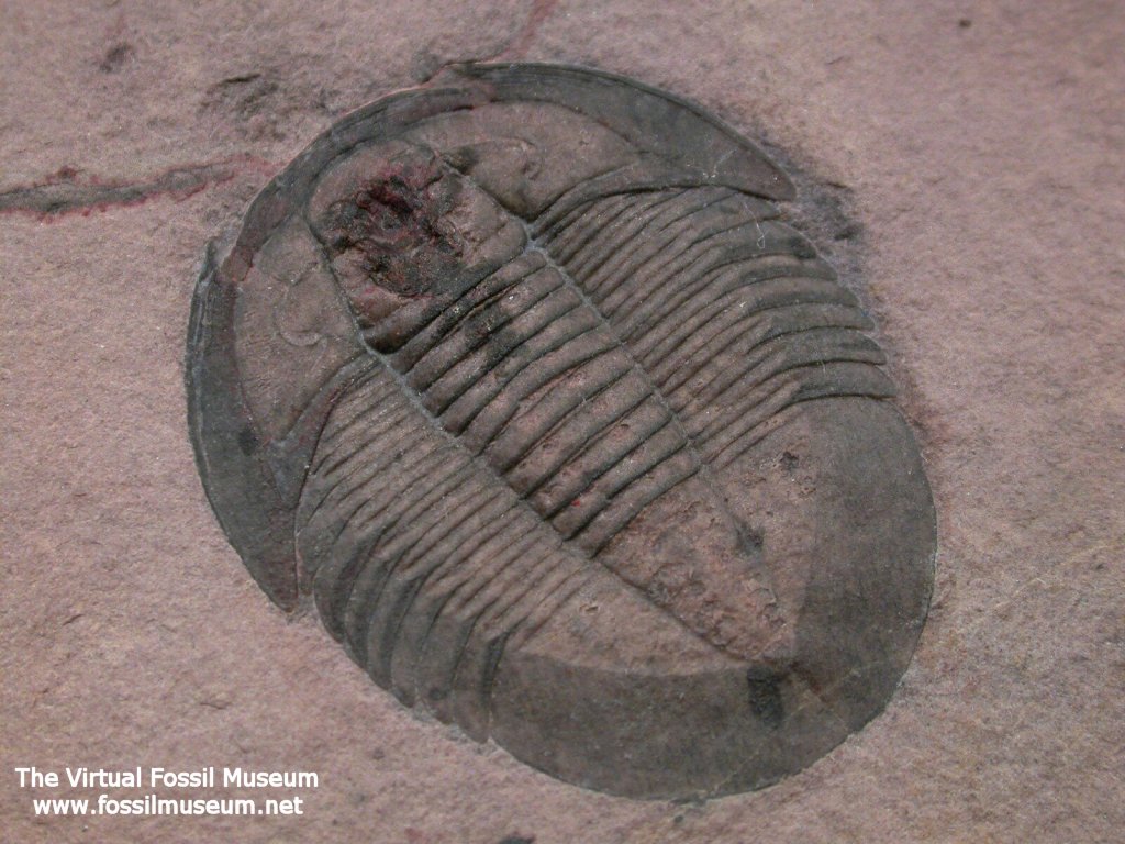 Selenocoryphe platyura Trilobite