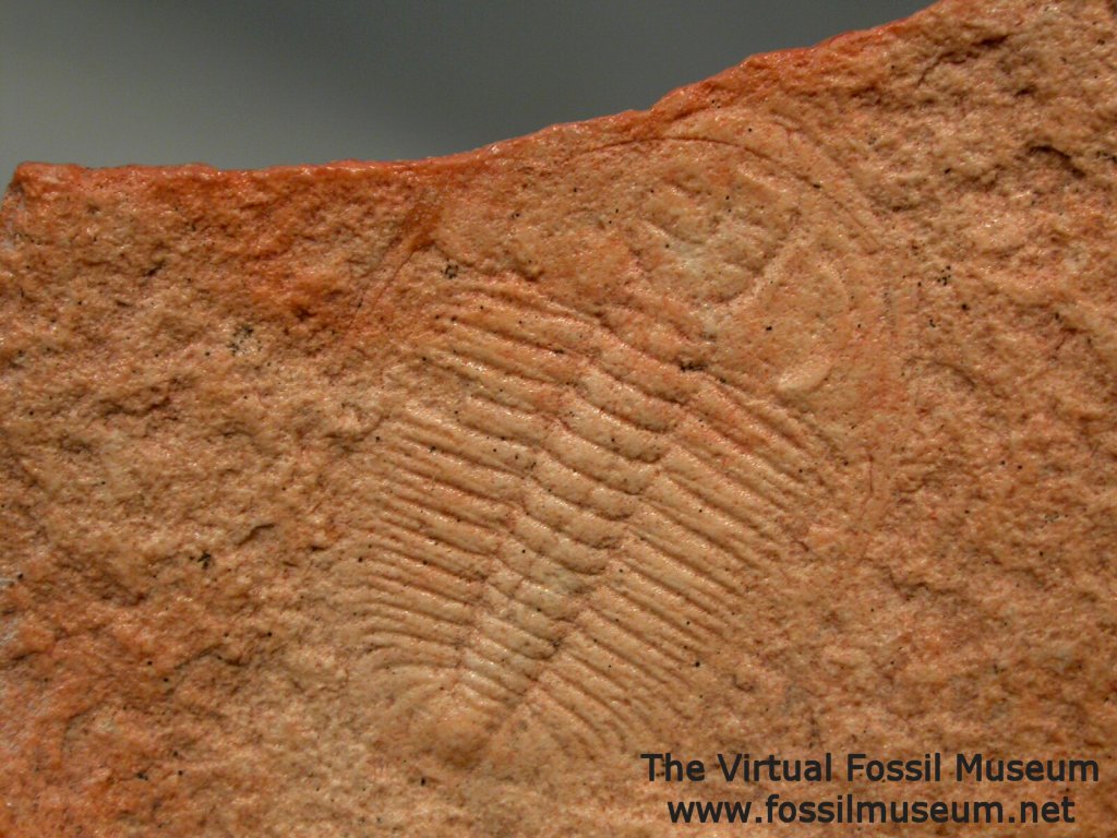 Xystridura Trilobite