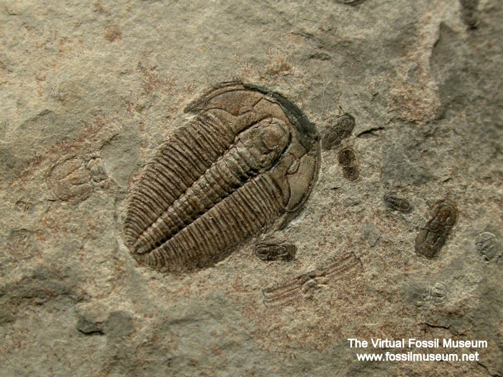 Trilobite Death Assemblage from Marjum Formation