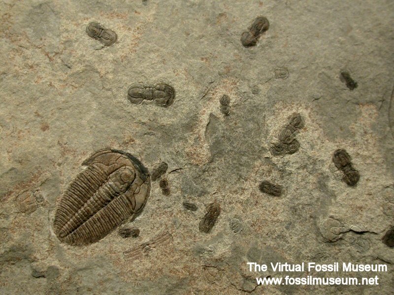 Trilobites Marjum Formation