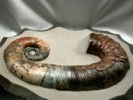 heteromorph ammonite