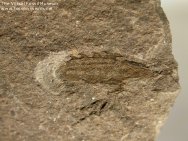 Birkenia elegans fish fossil