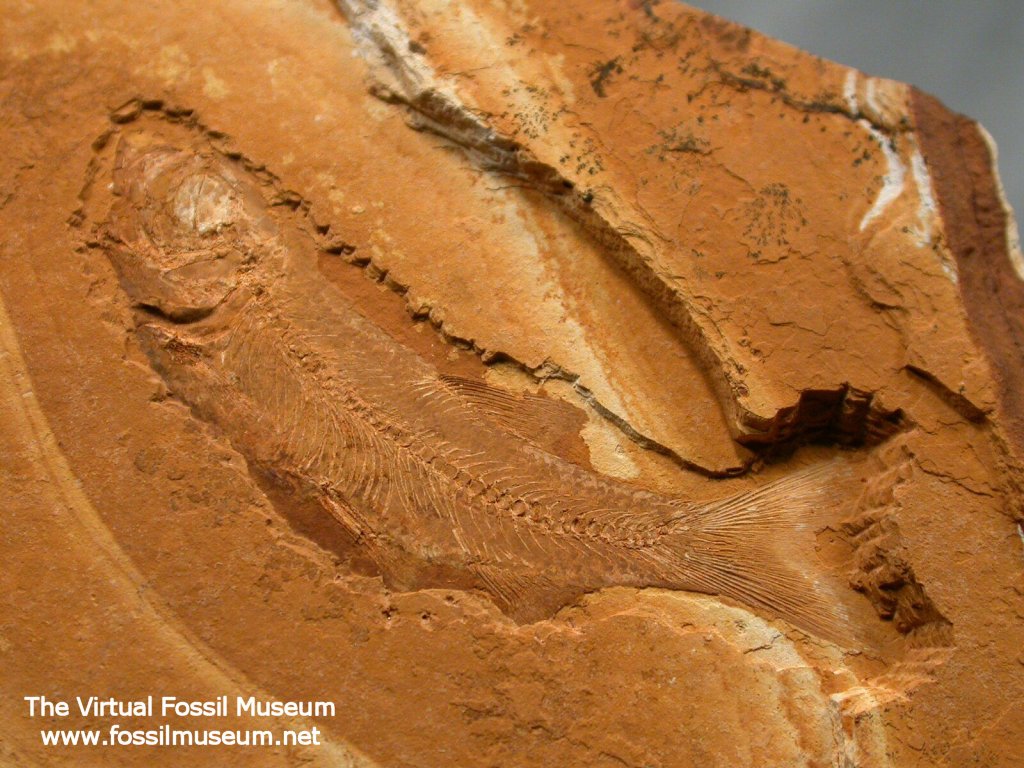 Australian Jurassic Fossil Fish Leptolepis