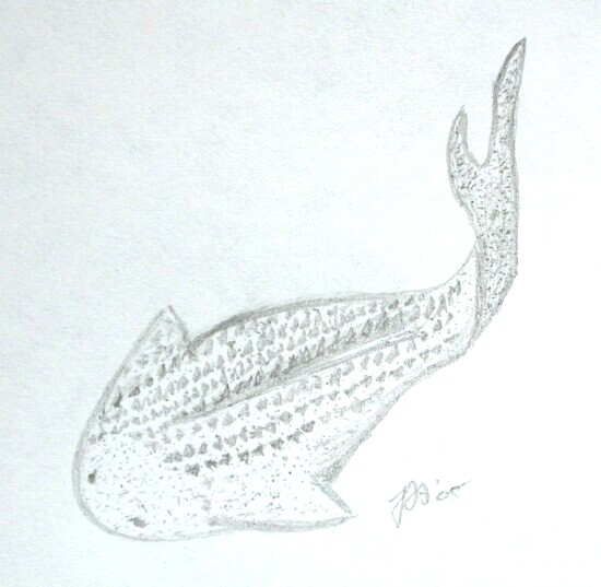  Thelodont Fossil Fish Loganellia