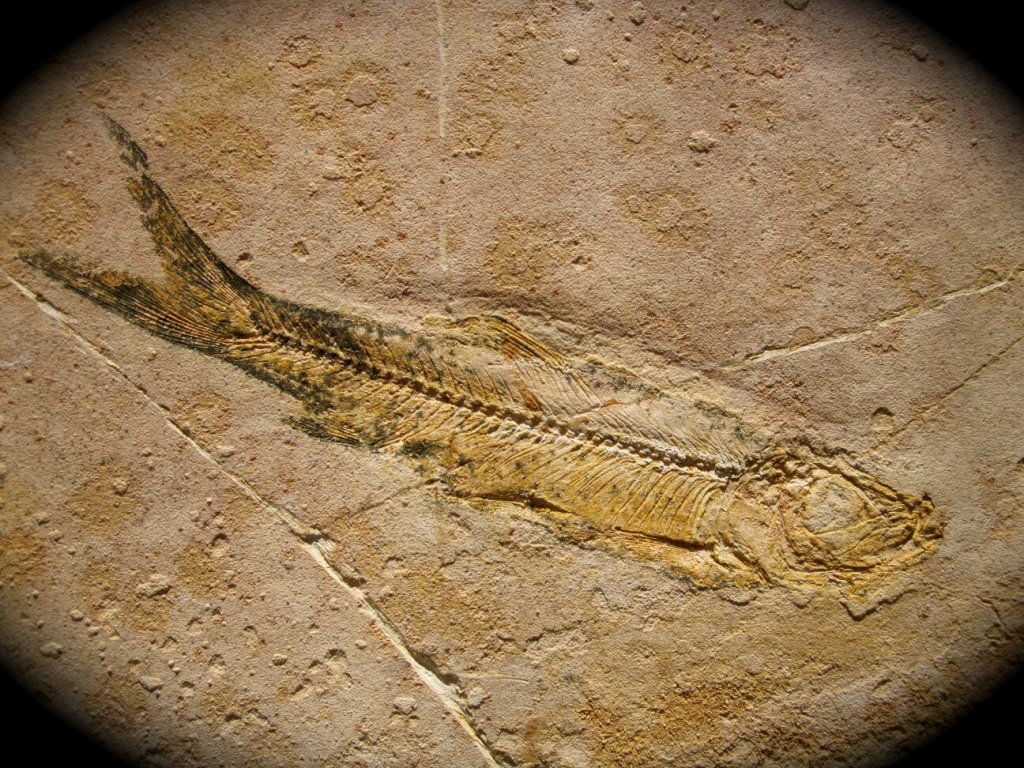 Macrosemiiformes Fish Fossil