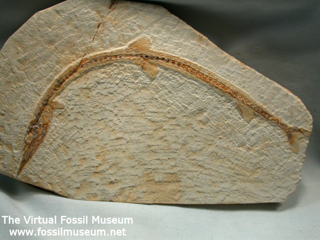 Cretaceous Needle Fish Fossil