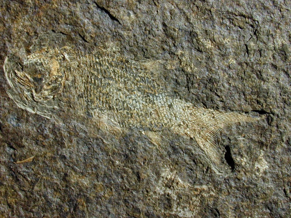 Paleozoic Fish