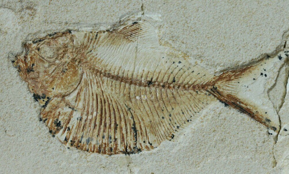 Triplomystus Fish Fossil