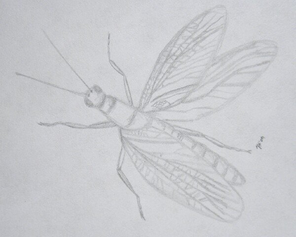 Protorthoptera