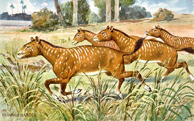 Mesohippus early horse