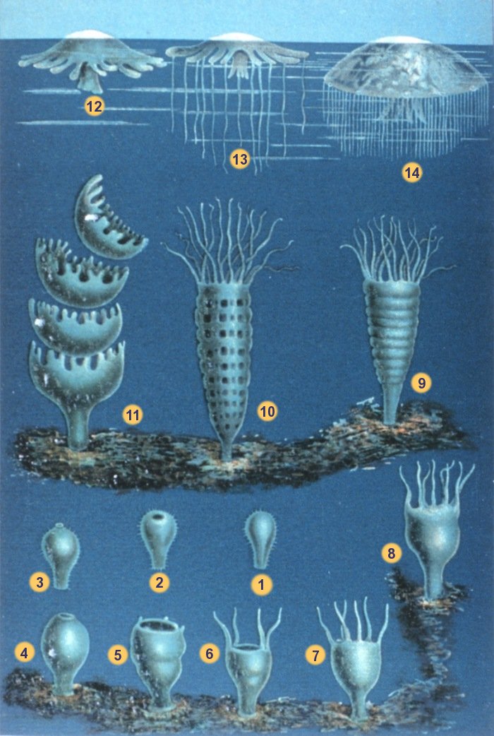 Jellyfish Development