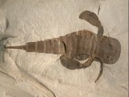 eurypterus fossils