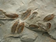 Phyllograptus archaios Graptolites
