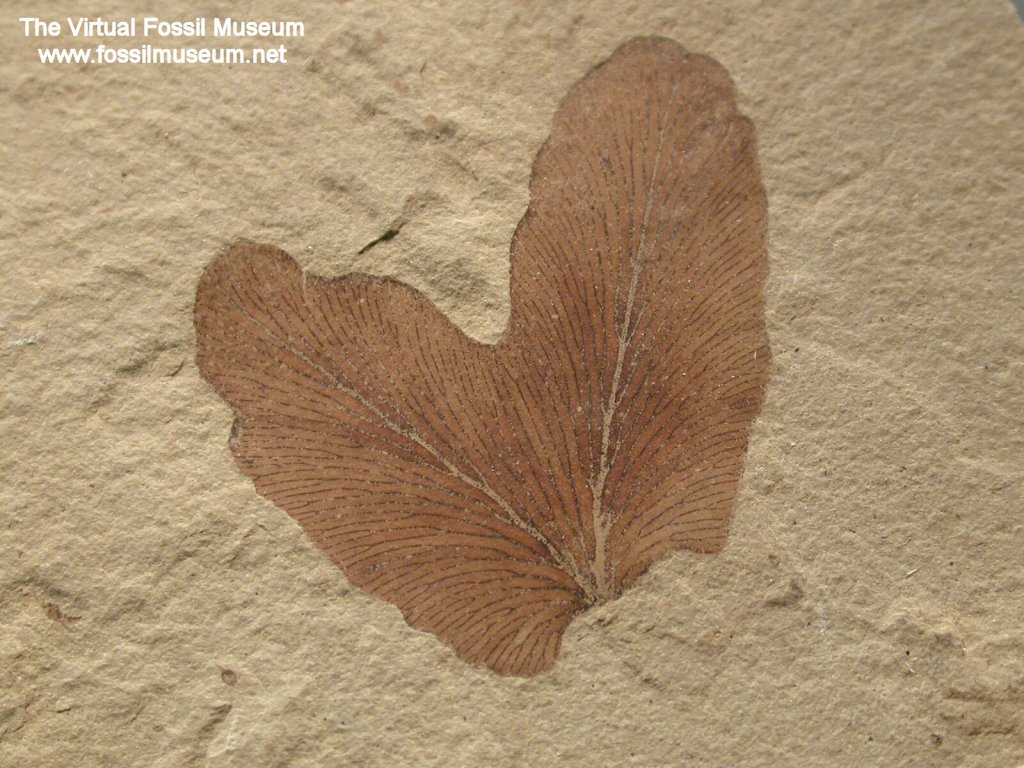 Lygodium kaulfussi Plant Fossil