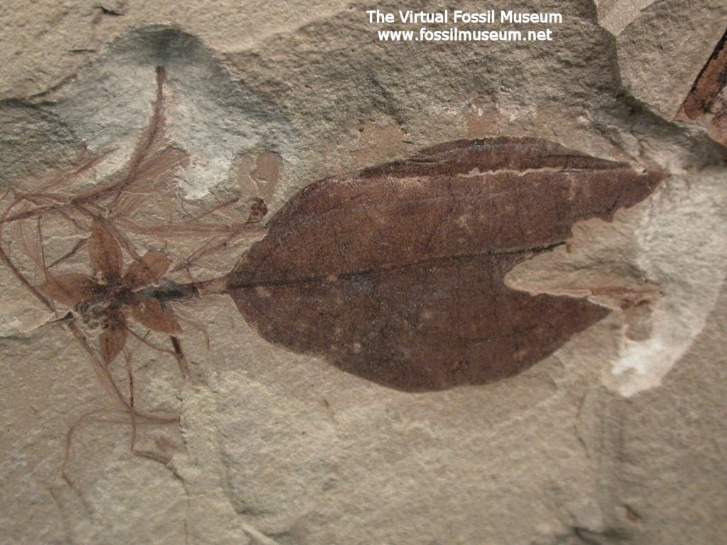 Plant Fossils Association from Green River Formation 