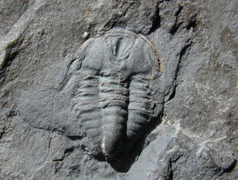 Very Rare Montana Trilobite Vanuxemella contracta