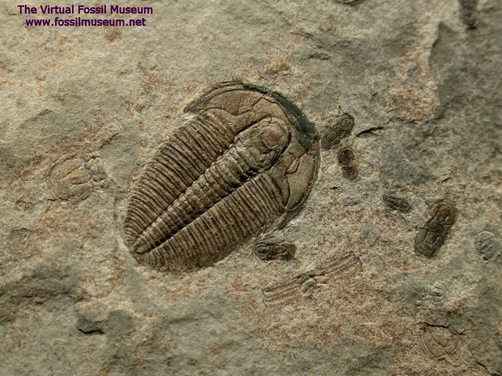 Trilobites Marjum