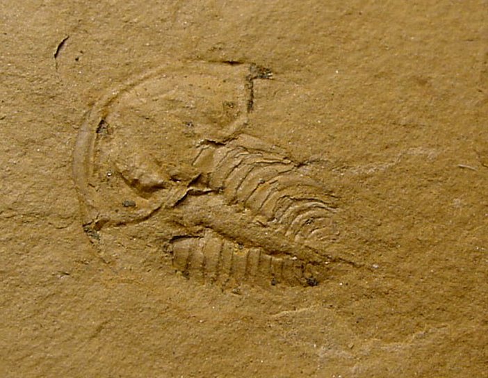 Fallotaspis Trilobite from Inyo-White Mountains