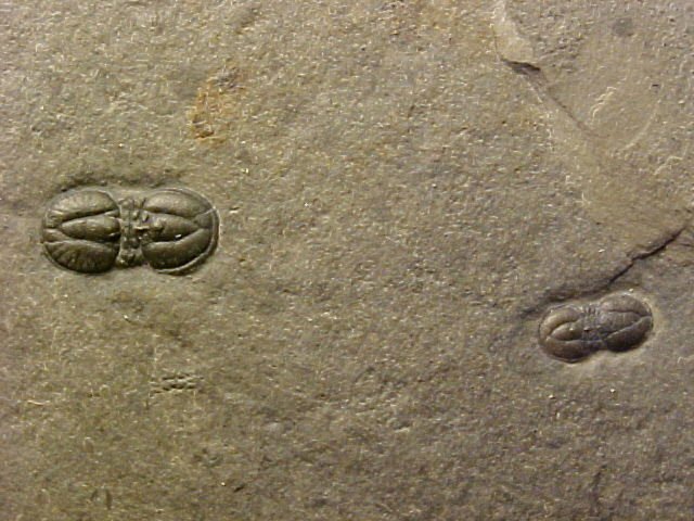 Ptychagnostus richmondensis