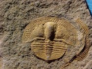 Deanaspis Czech Trilobite