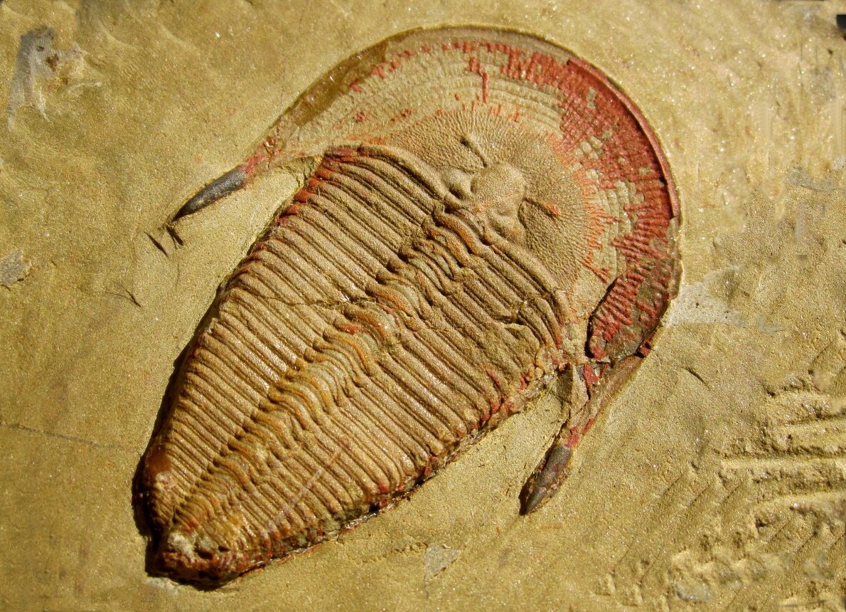 Harpides Moroccan Harpetid Trilobite from Lower Ordovician Fezouata Formation